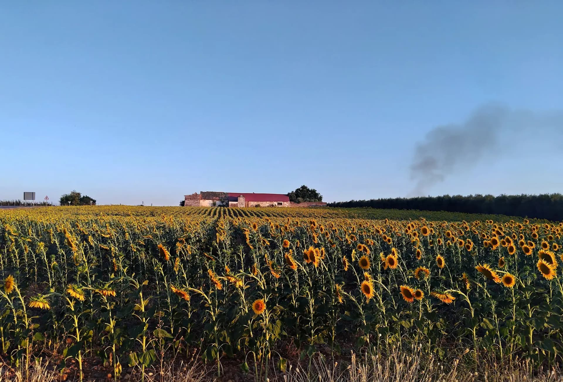 Campo de girasoles en flor en la campiña cordobesa, cerca de Fuente Palmera