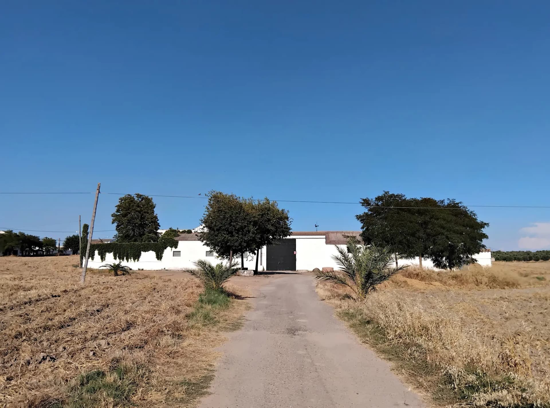 Cortijo Molino Blanco, de paredes blancas, al final de un camino entre campos de cereal