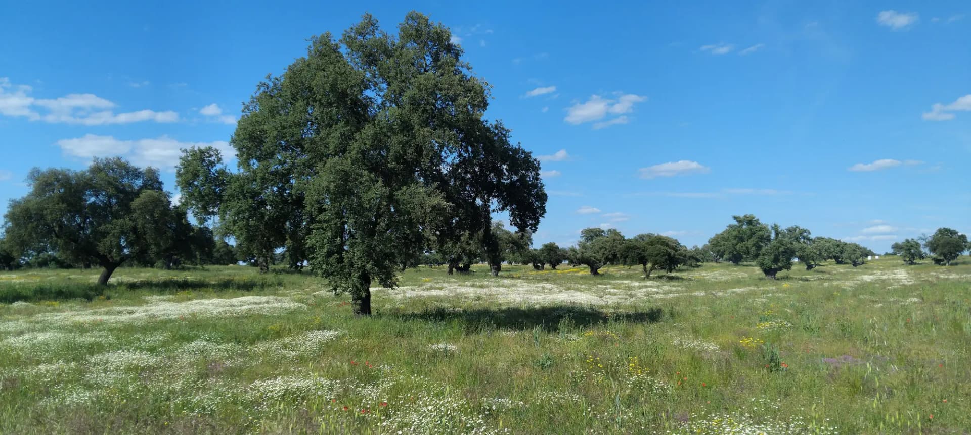 Encinar de la dehesa de Los Pedroches en el término de Villaralto