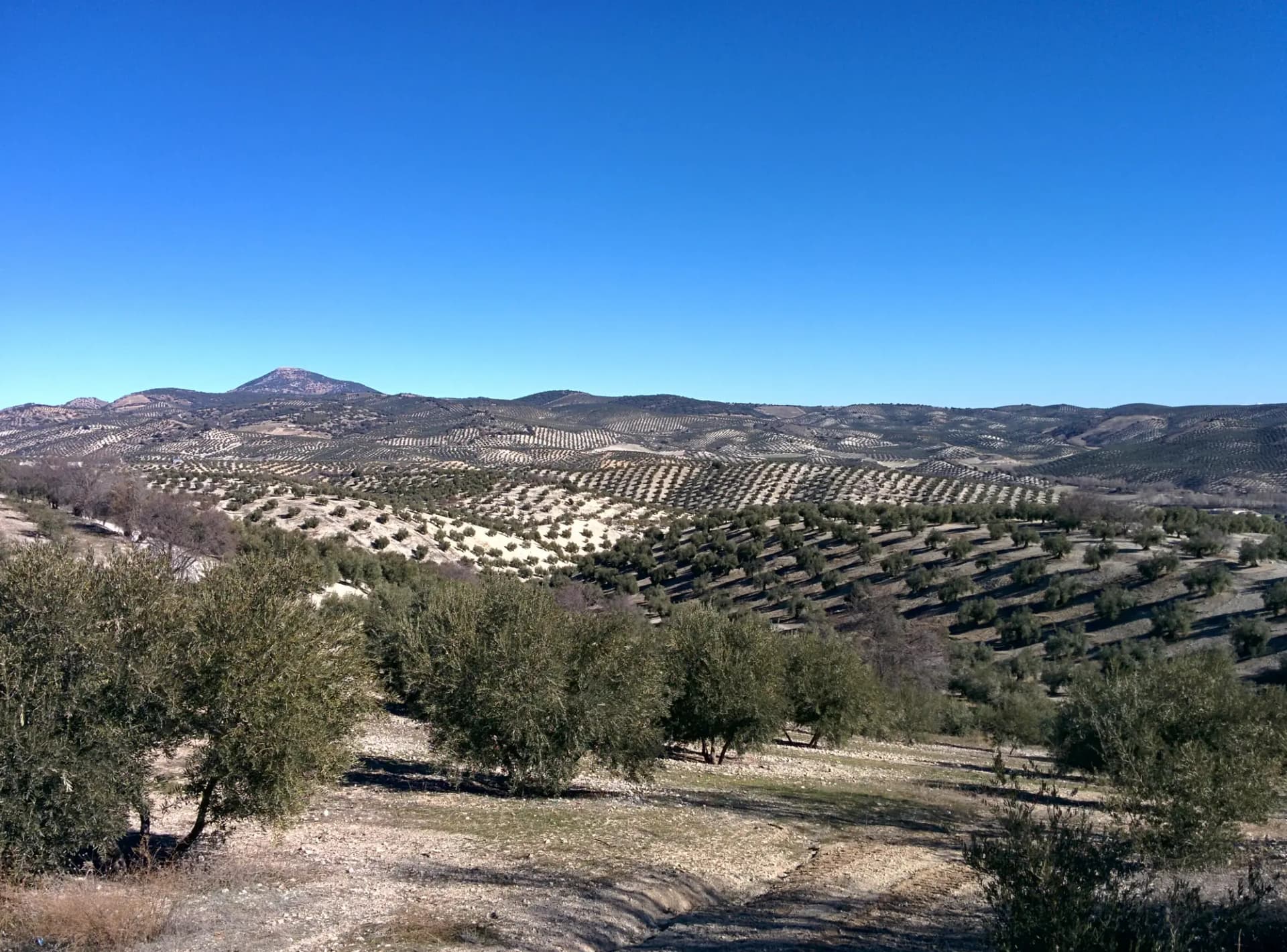 Olivares en las lomas de Campotéjar