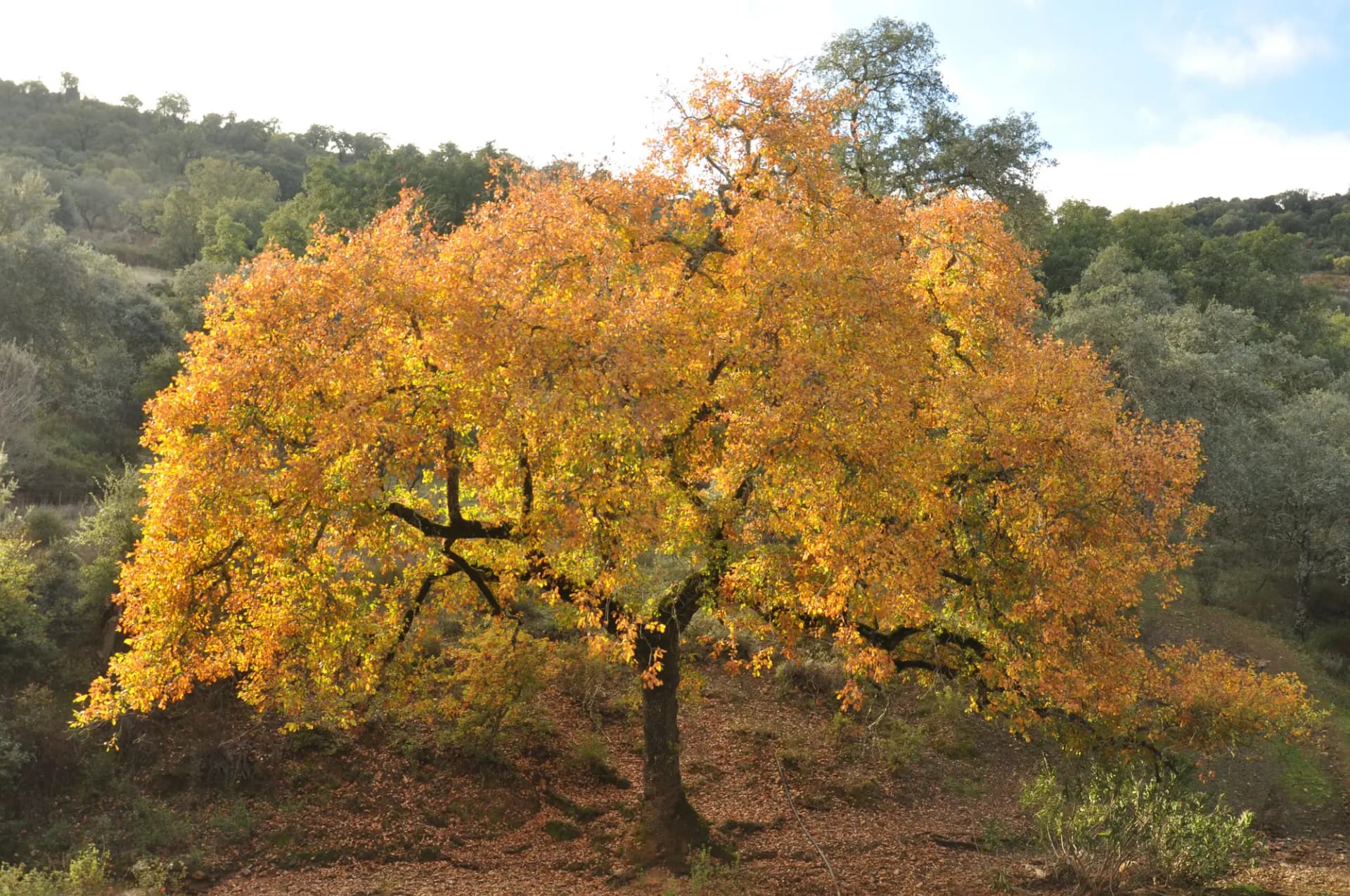 Quejigo de hoja amarilla entre dehesa en la Sierra de Aracena y Picos de Aroche