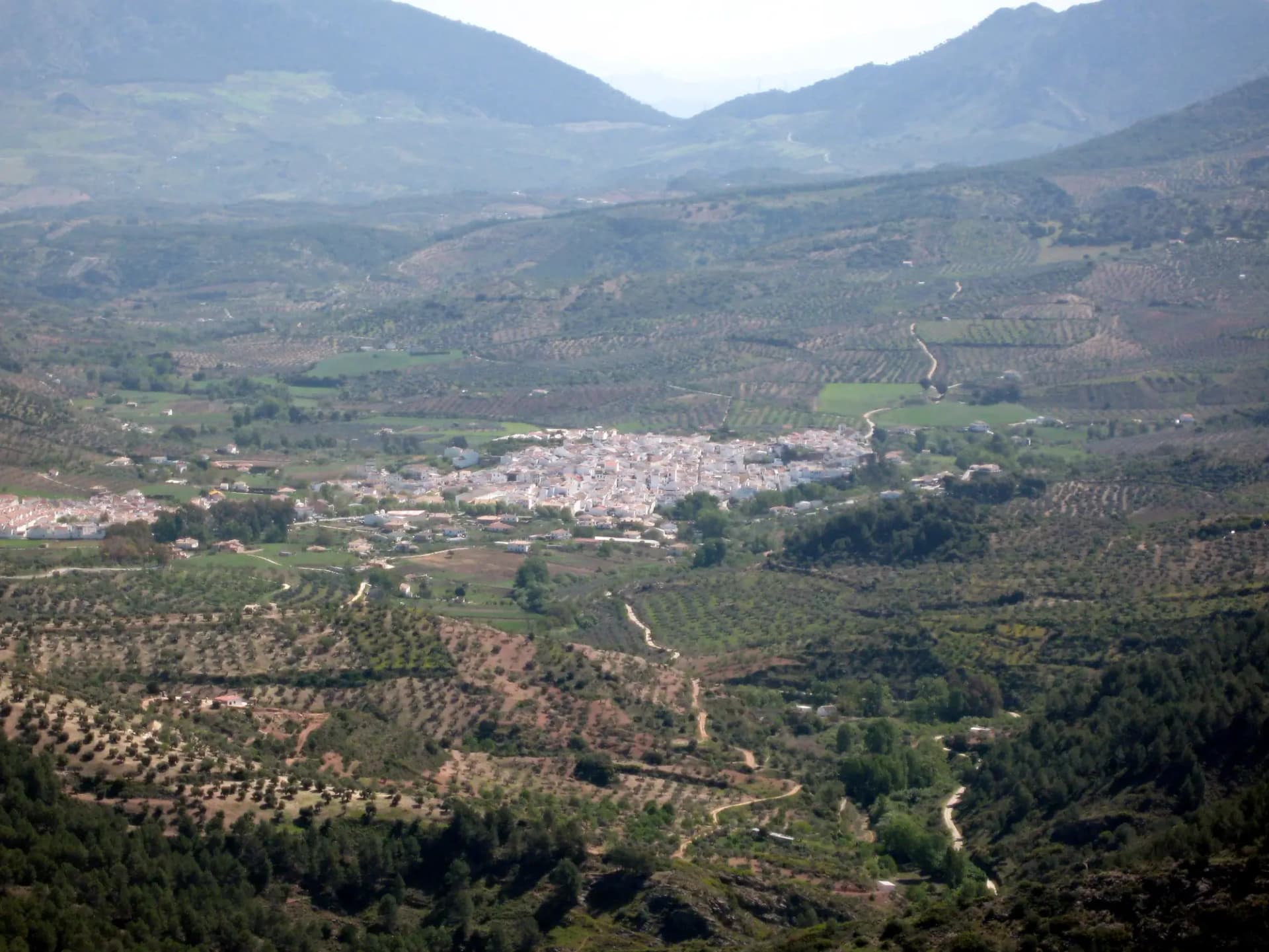 Valle de olivares con El Burgo, pueblo blanco, al fondo entre montañas