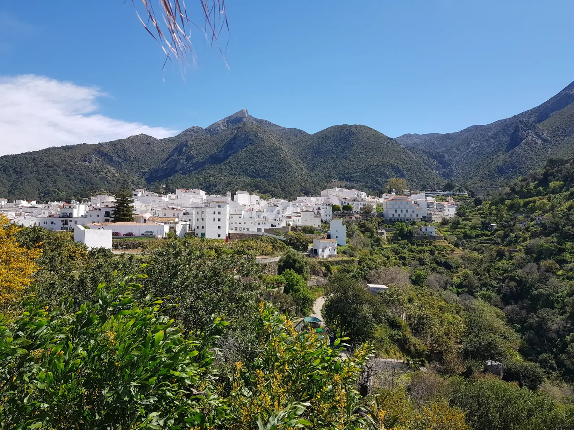 Casas blancas de Istán al pie de la sierra, con vegetación en primer plano