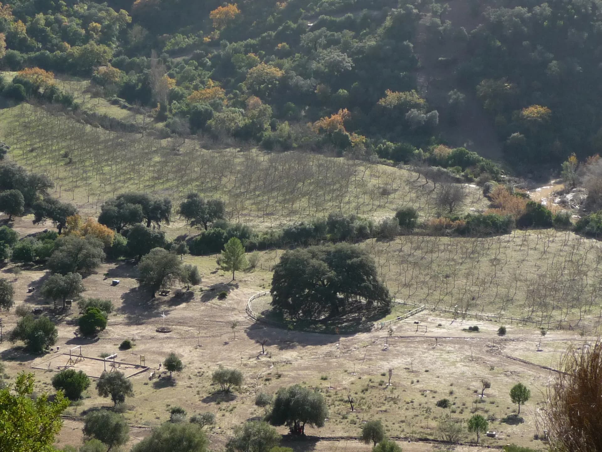 Campo con olivos y monte bajo en el entorno del Chaparro de la Vega, en el término de Coripe