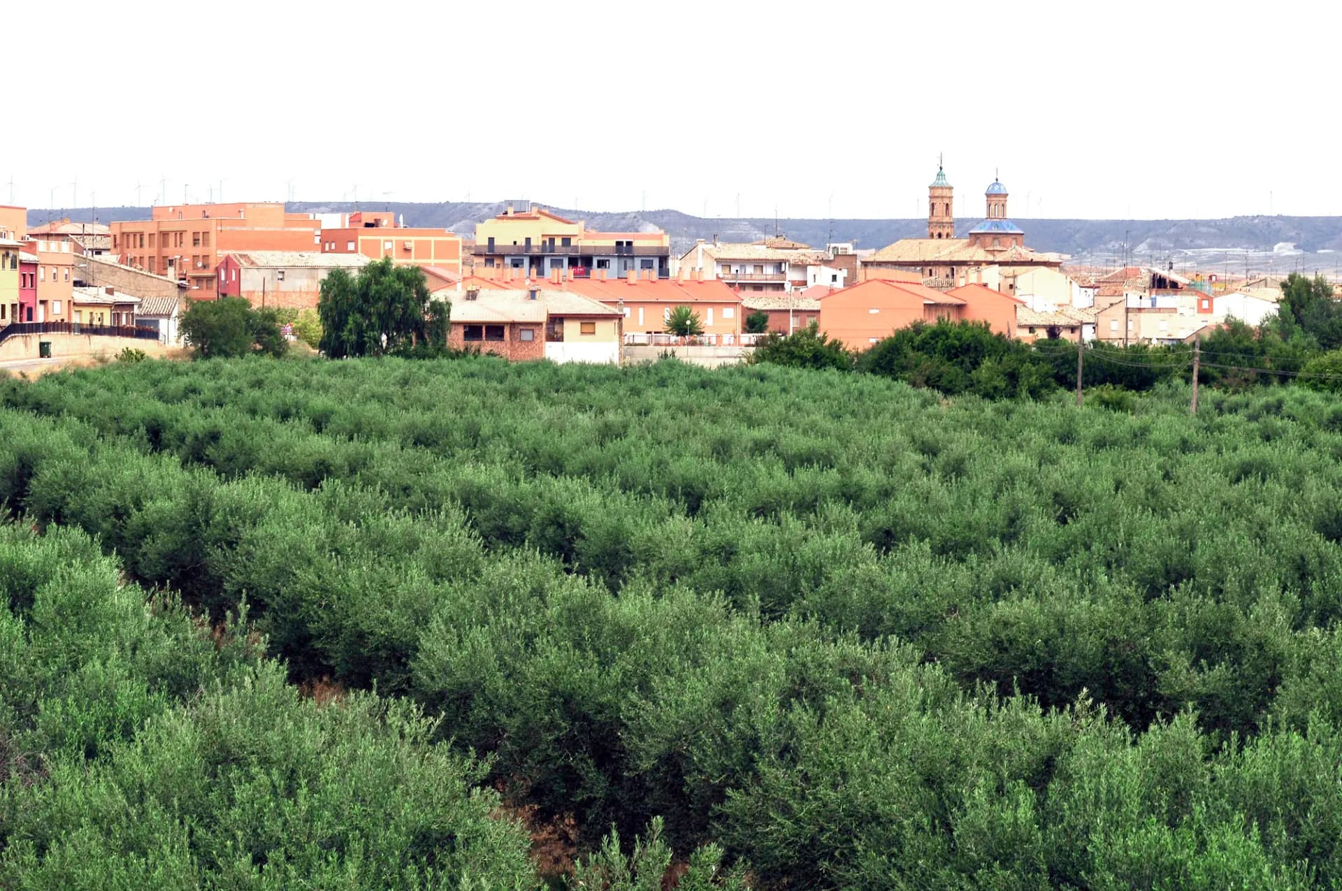 Campo cultivado con el casco urbano de Muel y su torre al fondo