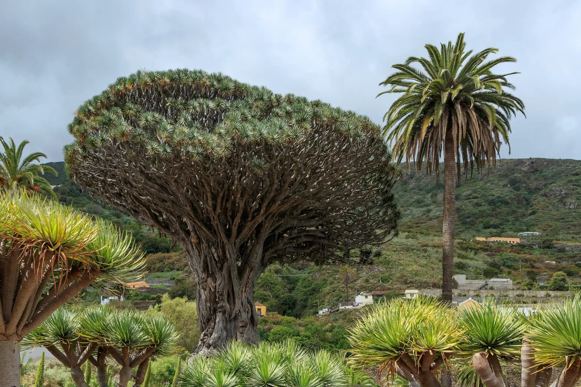 El Drago Milenario de Icod de los Vinos rodeado de dragos jóvenes y una palmera