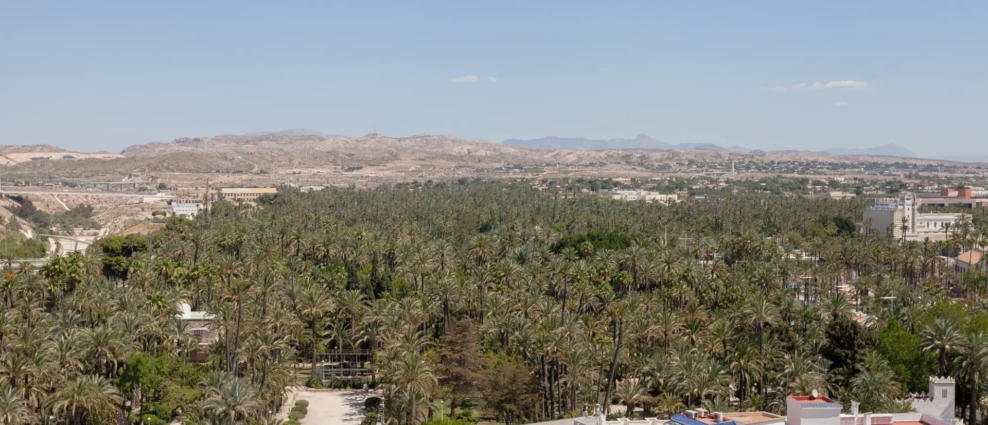 Huertos de palmeras datileras vistos desde lo alto, con edificios de Elche y las sierras al fondo