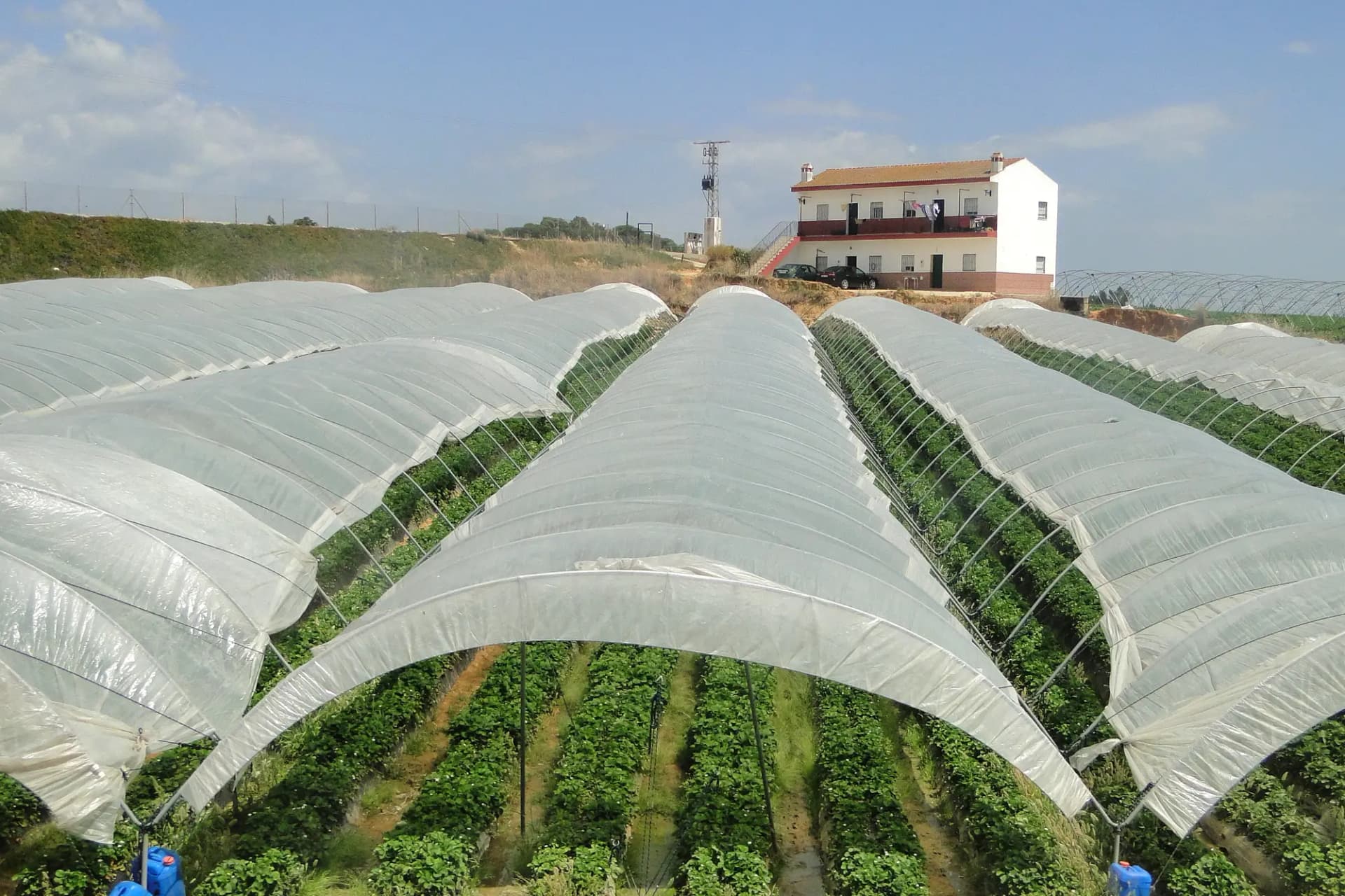 Túneles de plástico con plantas de fresa y una casa de campo al fondo