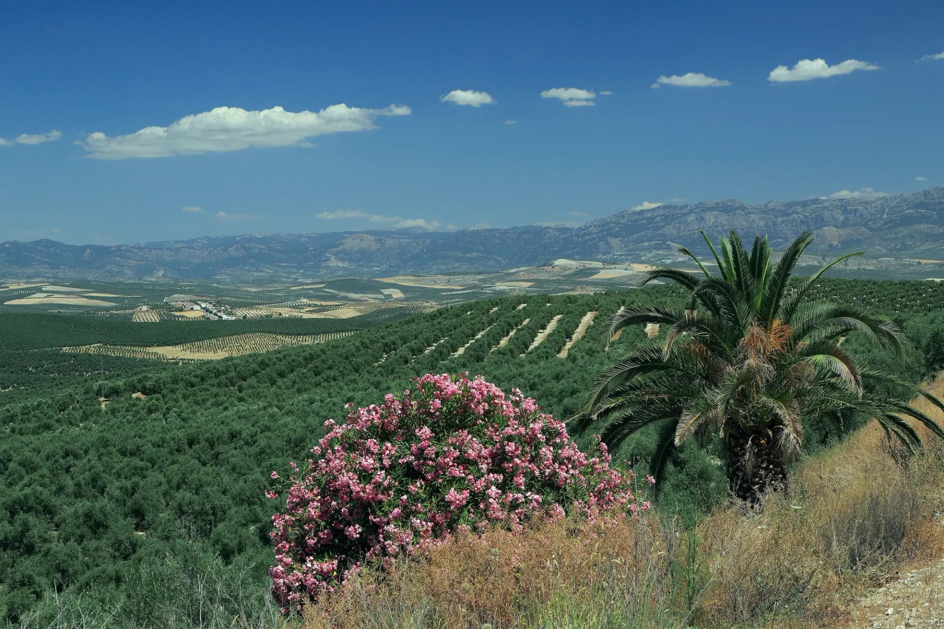 Olivares en hileras que cubren las lomas hasta las sierras del horizonte