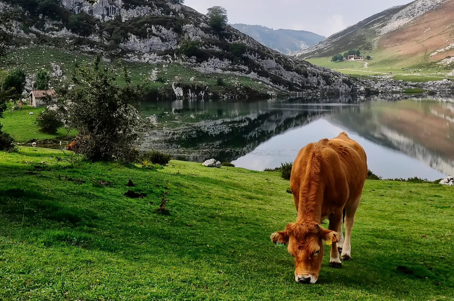 Una vaca pasta junto al lago Enol, con las montañas de los Picos de Europa reflejadas en el agua