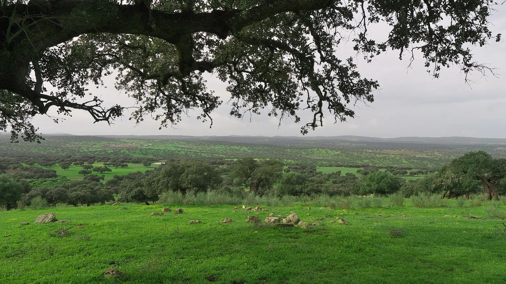 Dehesa de encinas sobre pasto verde, con la rama de una encina en primer plano y lomas al fondo