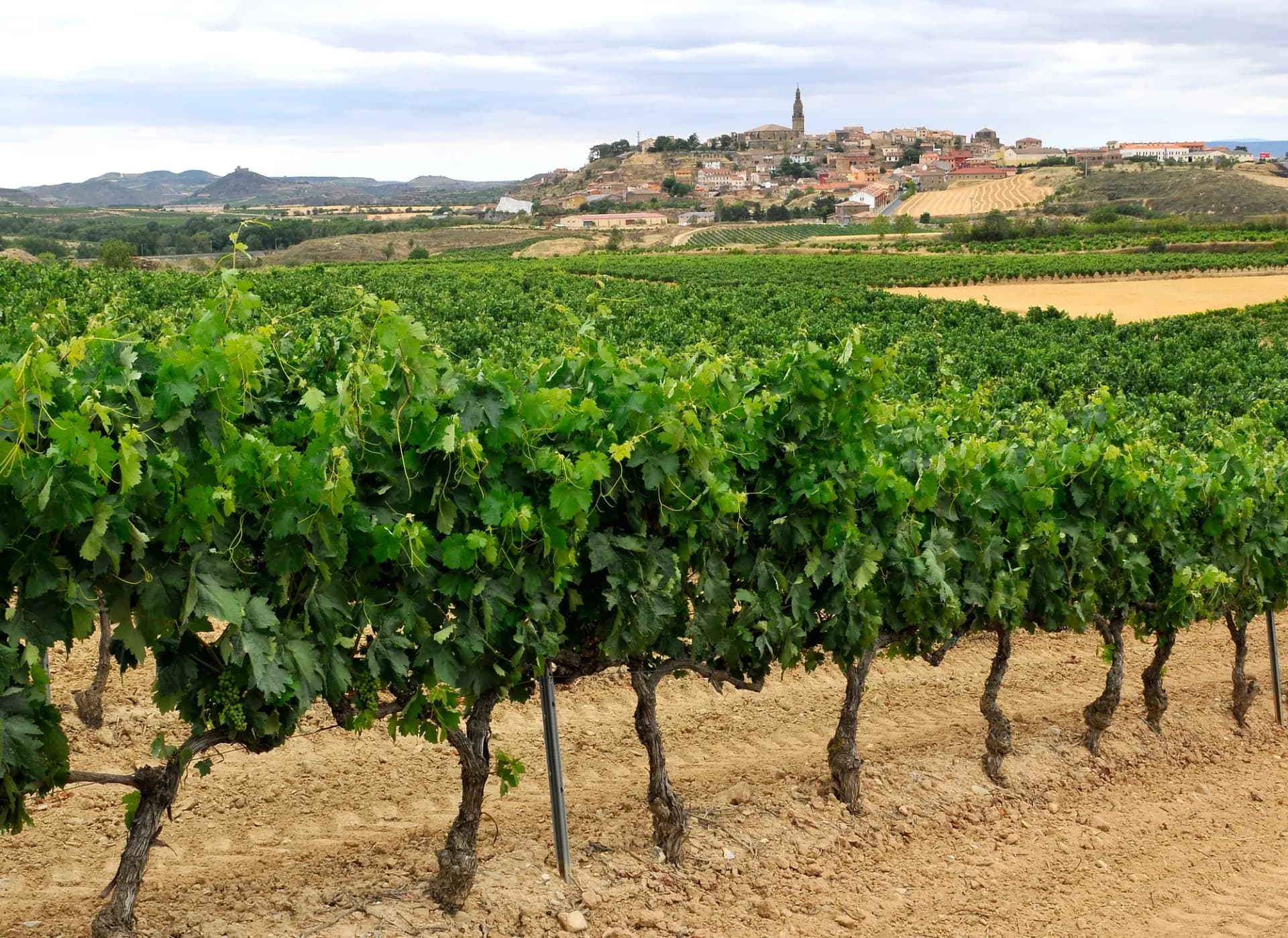 Viñedo en primer plano con el pueblo de Briones sobre un cerro al fondo