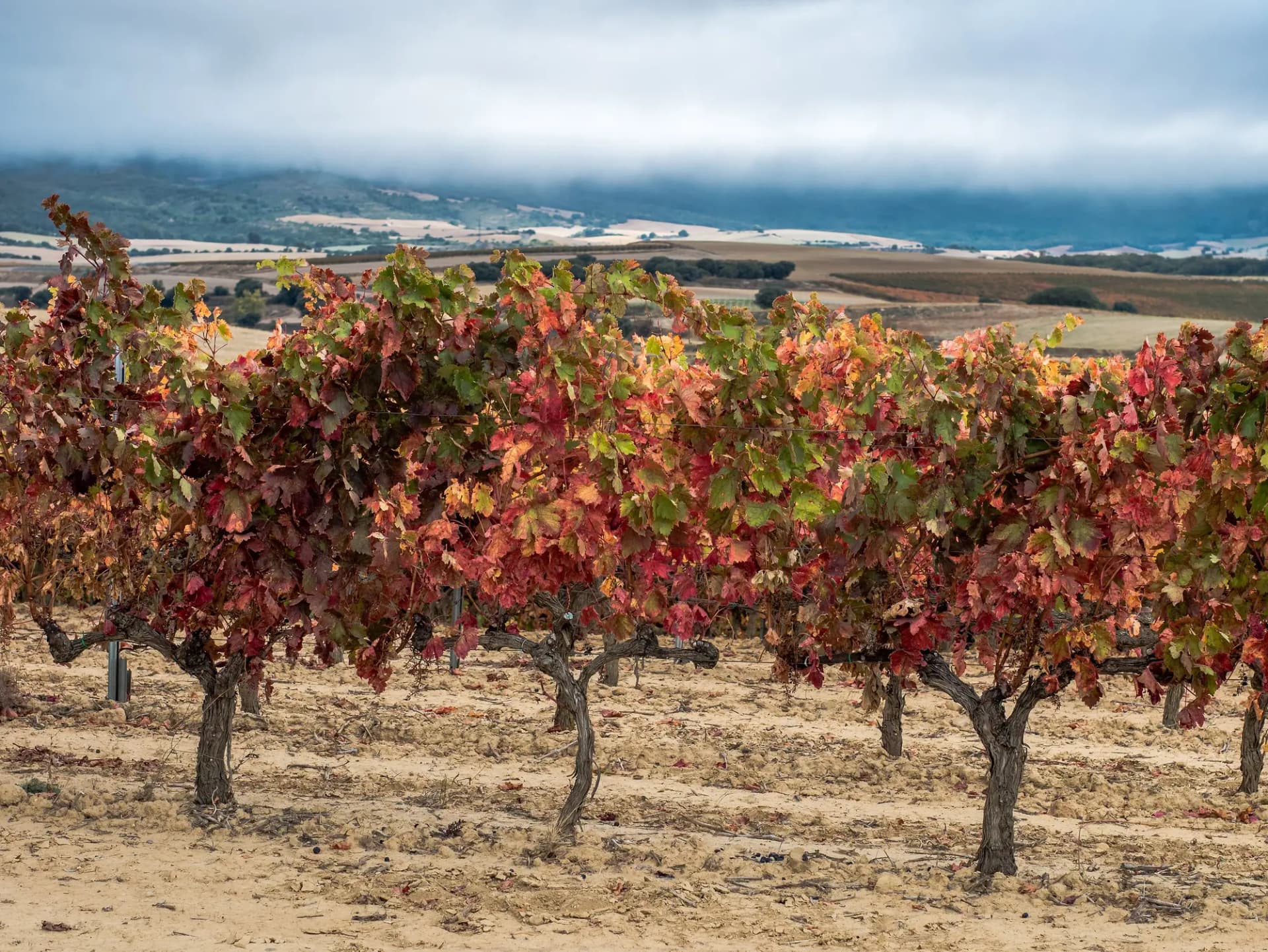 Cepas de viña con hojas rojas en otoño junto a Elvillar, con la sierra de Cantabria entre nubes al fondo